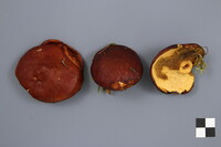 Suillus glandulosus image